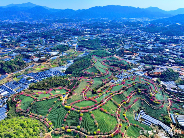 2024年2月13日,位于福建省龙岩市的漳平市永福镇迎来了一年一度的樱花